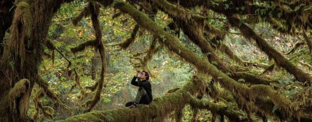 actualité LE CHANT DES FORÊTS